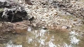 Female hiking nude in Australian Bushland